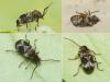 Ptinomorphus regalis